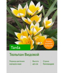 Тюльпан Tarda