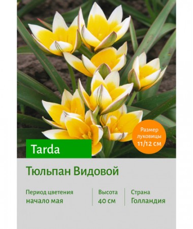 Тюльпан Tarda