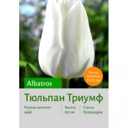 Тюльпан Albatros
