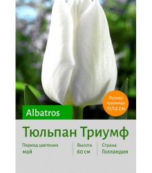 Тюльпан Albatros