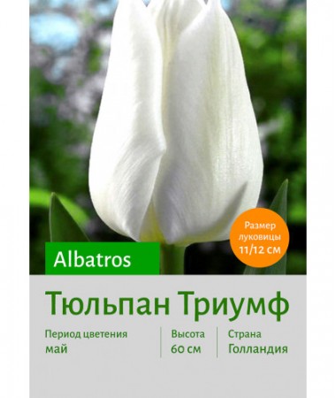 Тюльпан Albatros