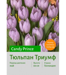 Тюльпан Candy Prince