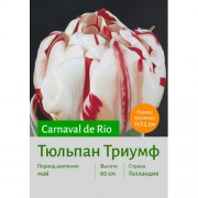 Тюльпан Carnaval de Rio