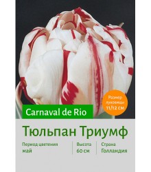 Тюльпан Carnaval de Rio