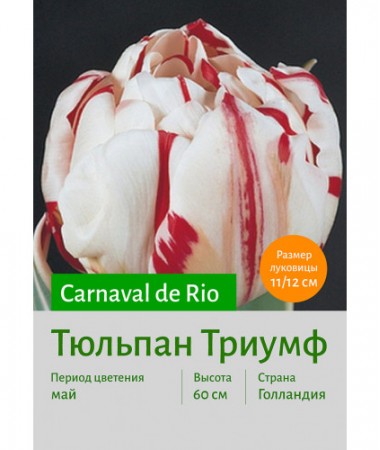 Тюльпан Carnaval de Rio