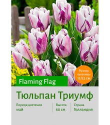 Тюльпан Flaming Flag