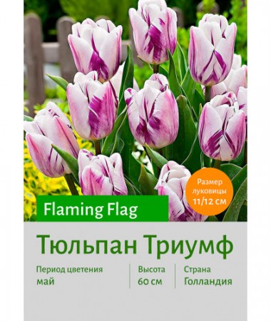 Тюльпан Flaming Flag