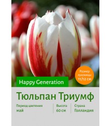 Тюльпан Happy_Generation