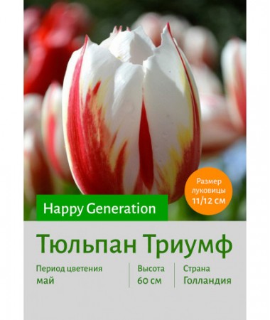 Тюльпан Happy_Generation