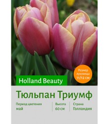 Тюльпан Holland Beauty