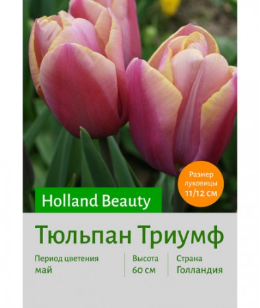 Тюльпан Holland Beauty