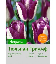 Тюльпан Hotpants