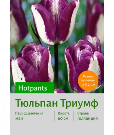 Тюльпан Hotpants