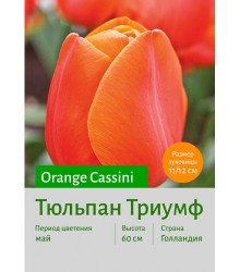 Тюльпан Orange Cassini