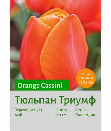 Тюльпан Orange Cassini