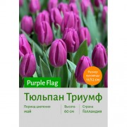 Тюльпан Purple Flag