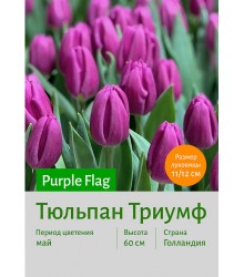 Тюльпан Purple Flag