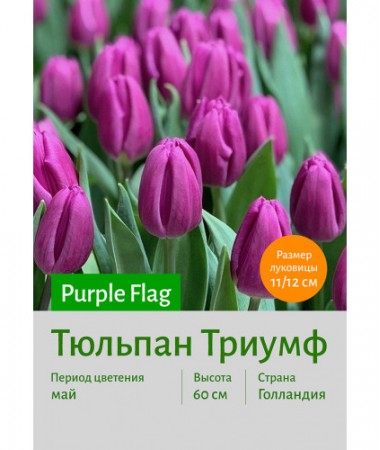 Тюльпан Purple Flag