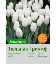 Тюльпан Snowboard