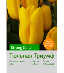 Тюльпан Strong Gold
