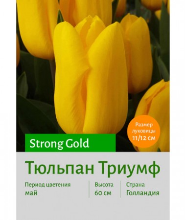 Тюльпан Strong Gold