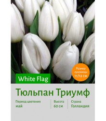 Тюльпан White Flag
