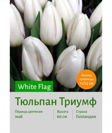 Тюльпан White Flag