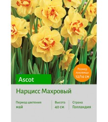 Нарцисс Ascot