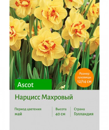 Нарцисс Ascot
