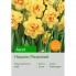 Нарцисс Ascot