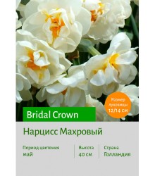 Нарцисс Bridal Crown