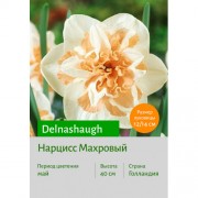 Нарцисс Delnashaugh