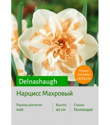 Нарцисс Delnashaugh