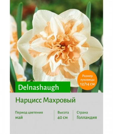 Нарцисс Delnashaugh