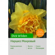 Нарцисс Dick Wilden