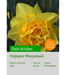 Нарцисс Dick Wilden