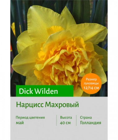 Нарцисс Dick Wilden