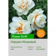 Нарцисс Flower Drift