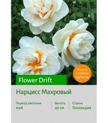 Нарцисс Flower Drift