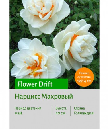 Нарцисс Flower Drift