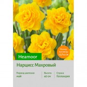 Нарцисс Heamoor