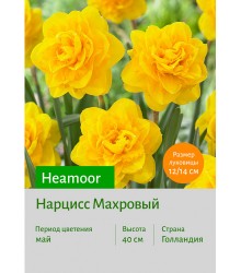 Нарцисс Heamoor