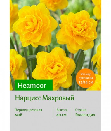 Нарцисс Heamoor