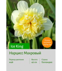 Нарцисс Ice King