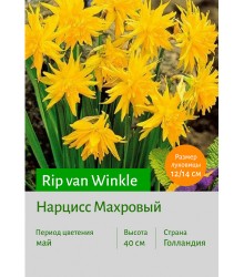 Нарцисс Rip van Winkle