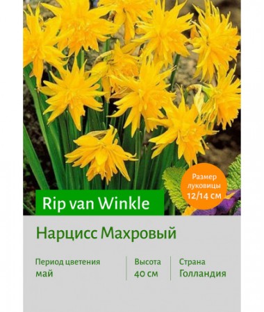 Нарцисс Rip van Winkle