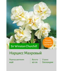 Нарцисс Sir Winston Churchill