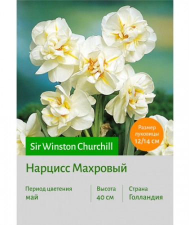 Нарцисс Sir Winston Churchill