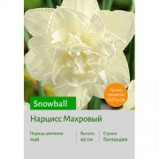Нарцисс Snowball