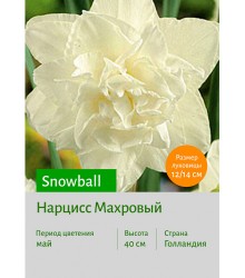 Нарцисс Snowball
